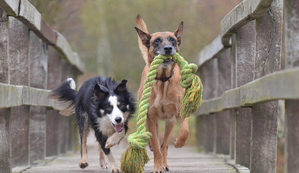 The Perfect Dog Toy