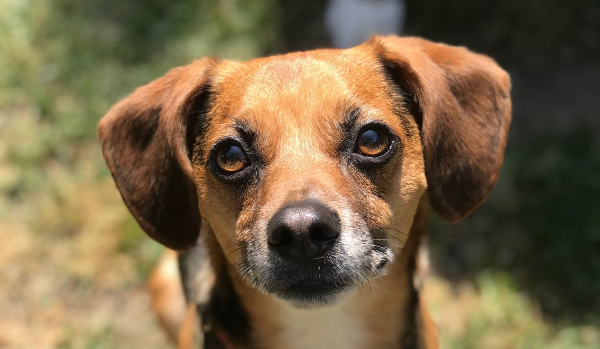 The Pain of Dog Anxiety: A Dog Mom's Story