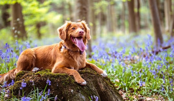 Keeping Your Pets Pest-free (Bye Flea-Cia)