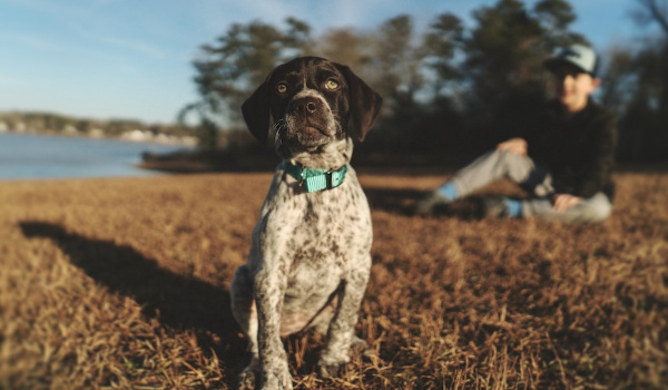 Keeping Your Pets Pest-free (Bye Flea-Cia)