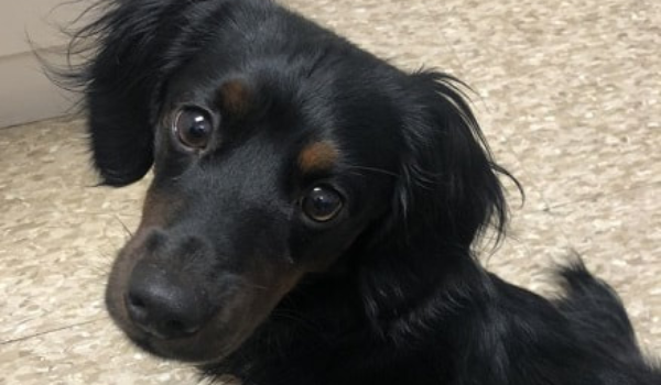 Rescue Diaries: Kentucky Dachshund Rescue