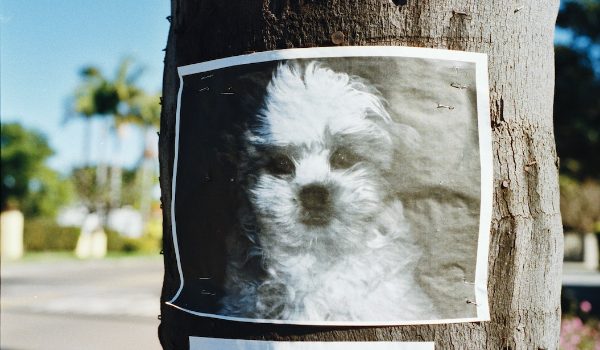 What To Do If You Find a Stray