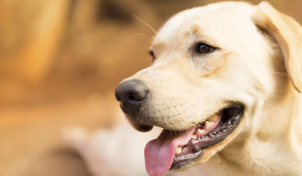 golden lab face