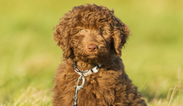 labradoodle