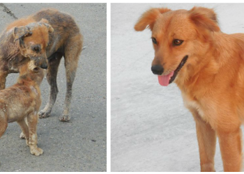 Puerto Rican Street Dog Recovery 