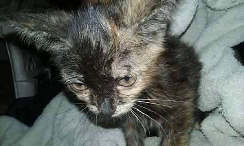 Baby Joyce The Miracle Kitten