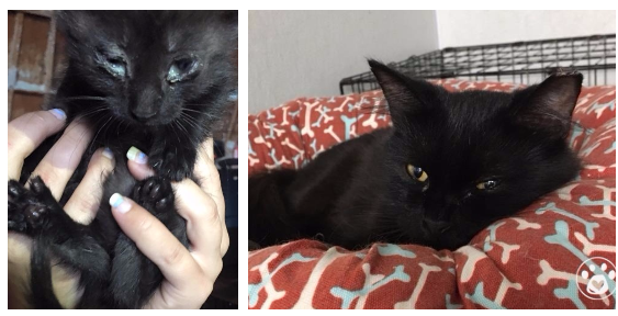 From Hoarding to Forever Homes