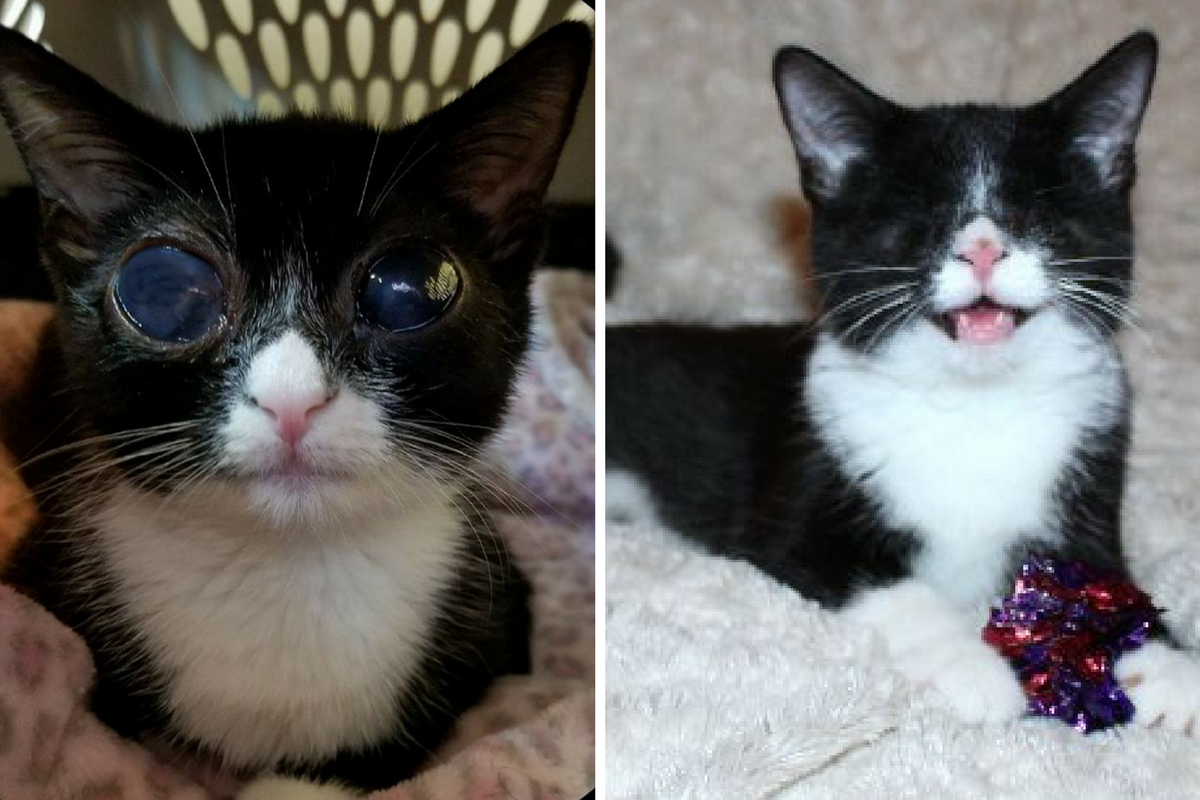 blind kittens for adoption