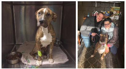 From Fractured Femur to Forever Home