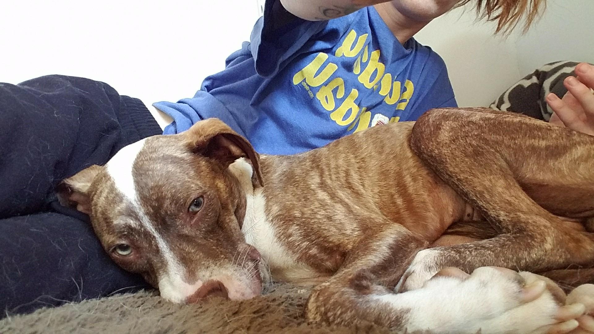Stomped puppy gets furever home with her rescuer!