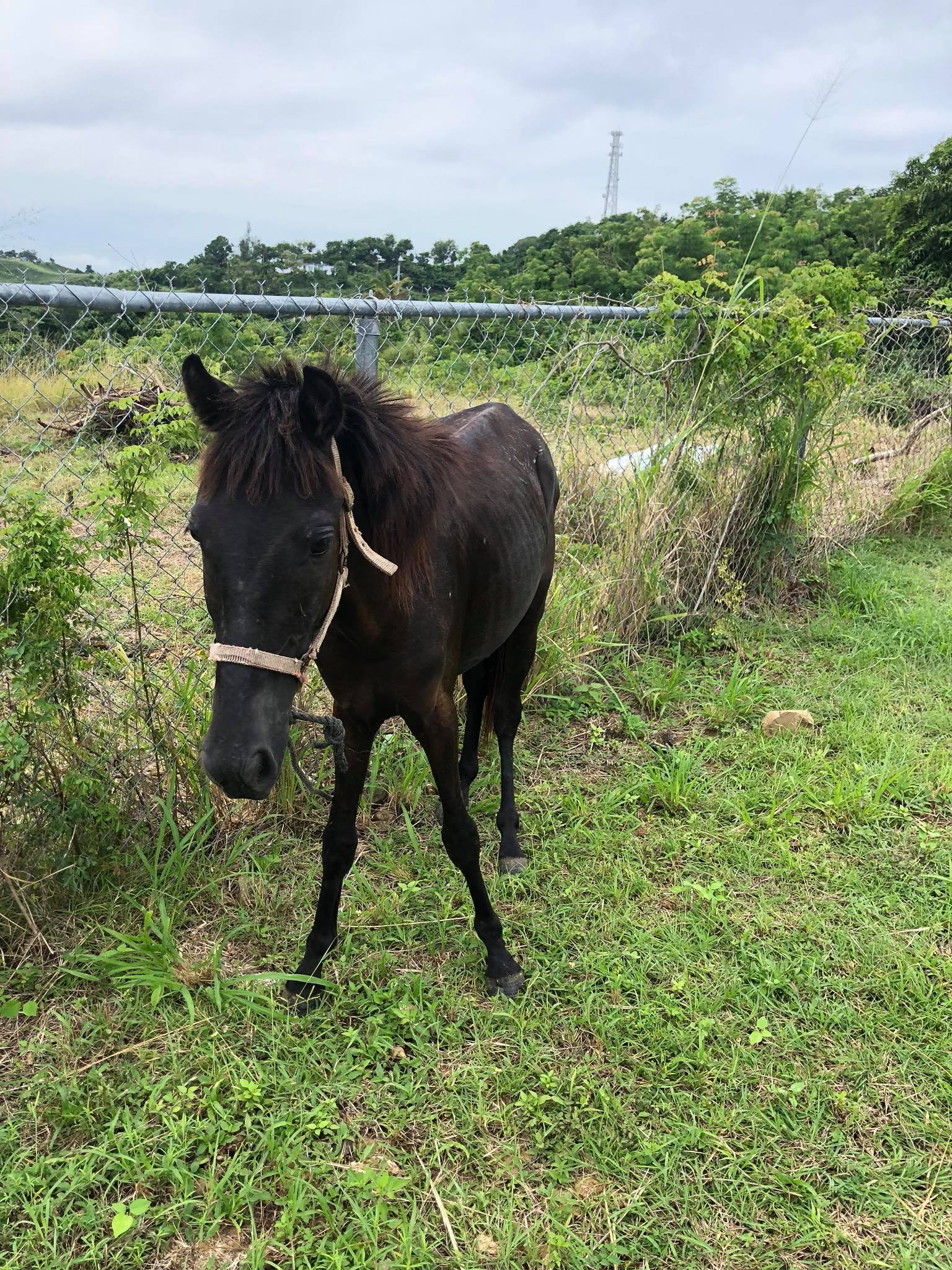 Rescue Horse Finds Loving Home