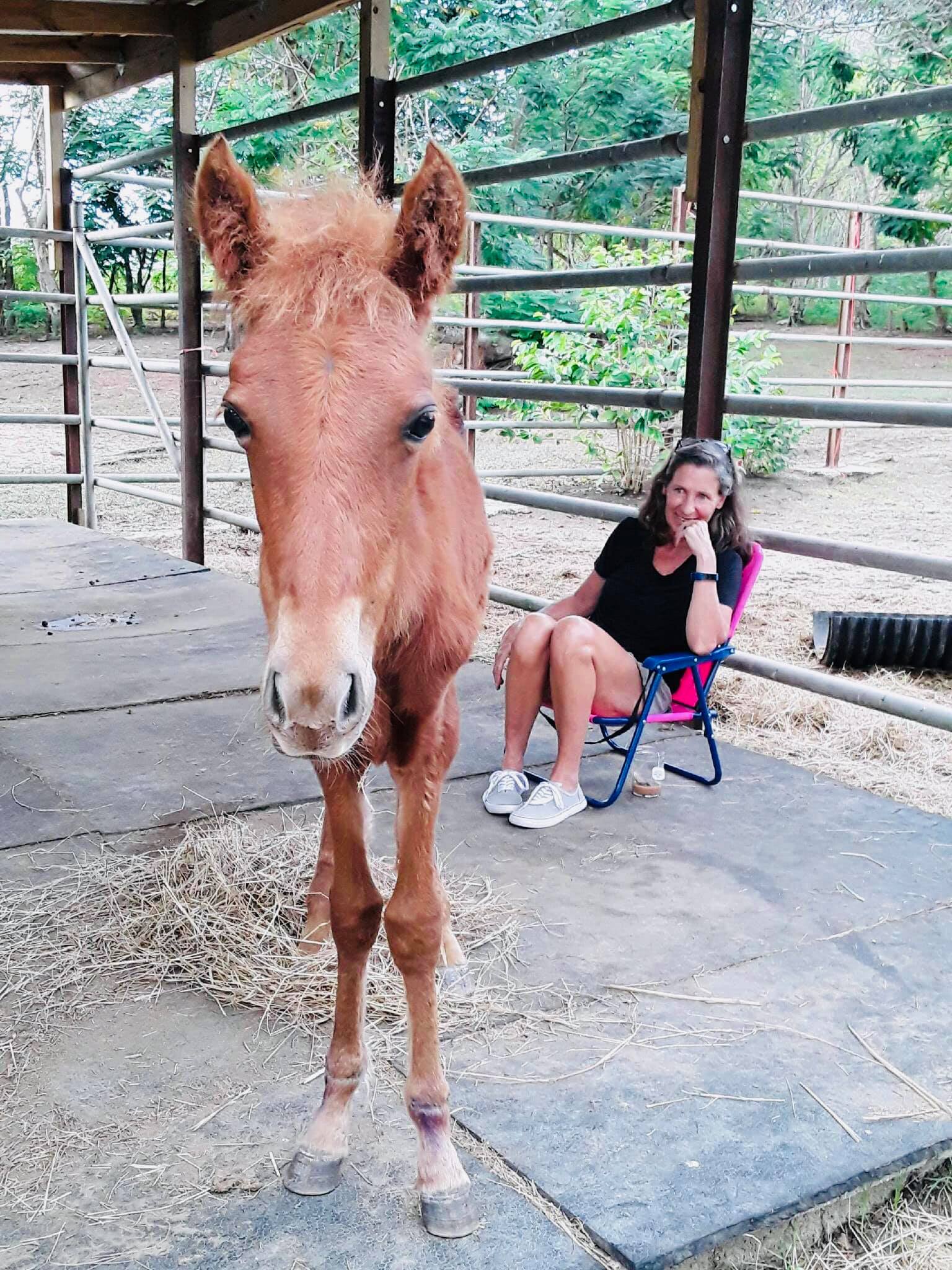 Rescued Horse Princess Lives Up To Her Name