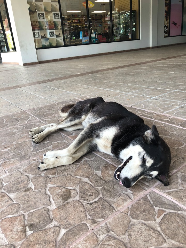 Emaciated Husky Finds Her Forever Home