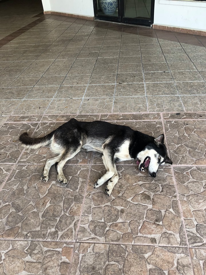 Emaciated Husky Finds Her Forever Home