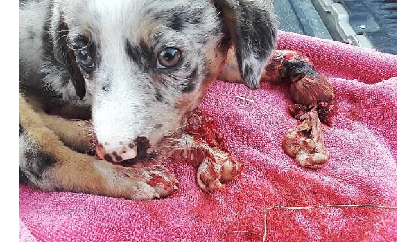 Abused Puppy Found Strength To Survive
