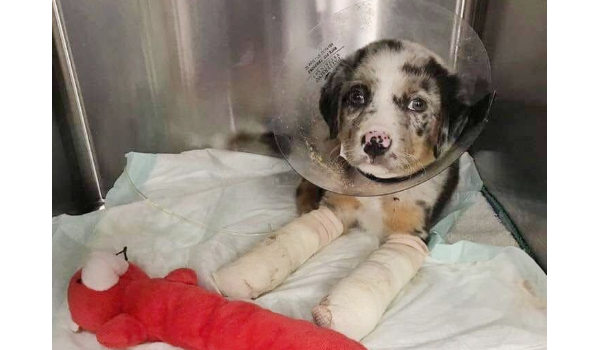 Abused Puppy Found Strength To Survive