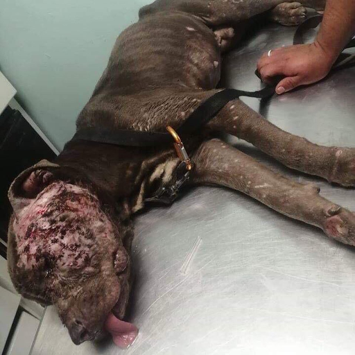 Bait Dog Spent Months Rehabilitating His Body and Soul
