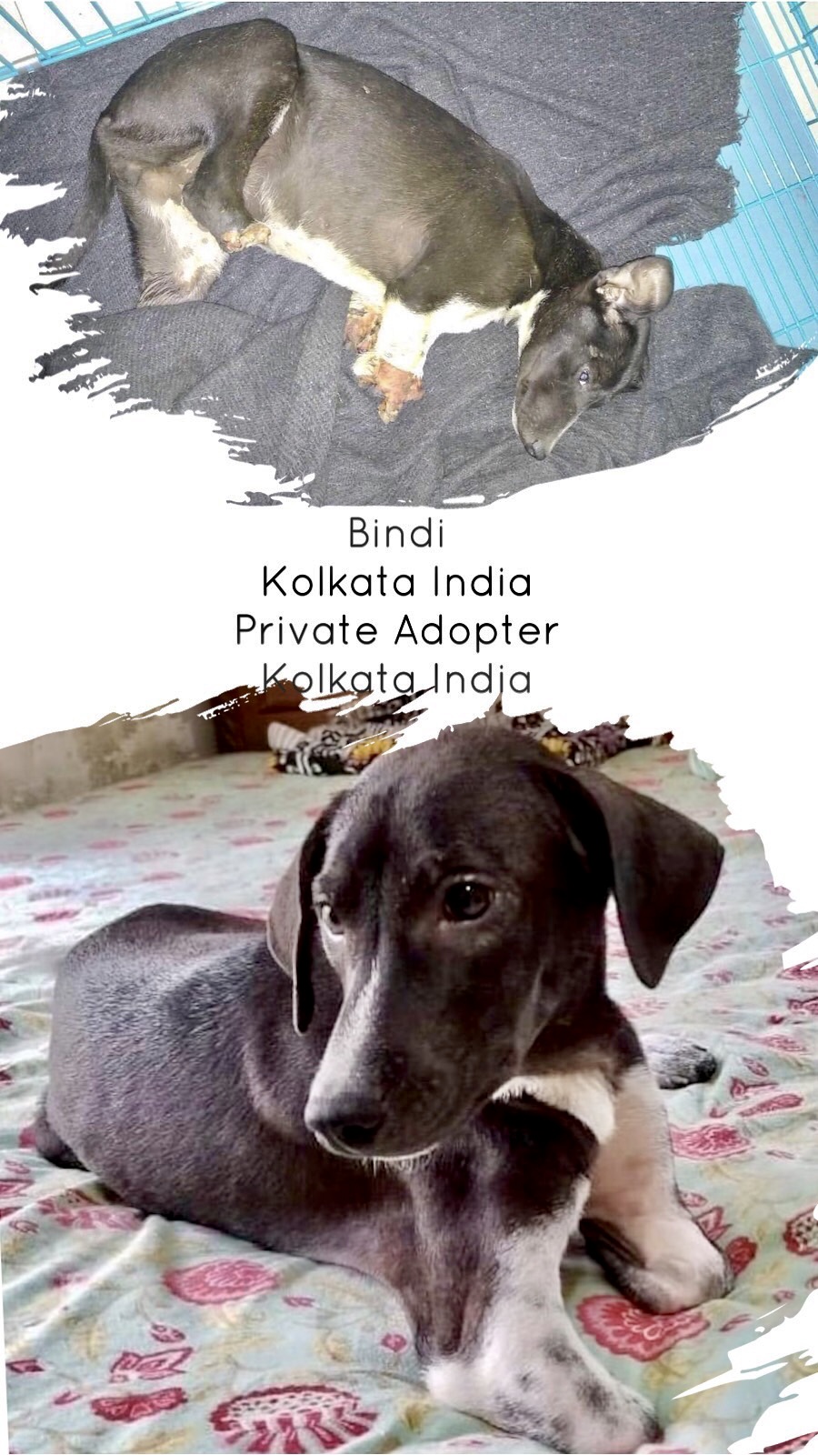 Bindi