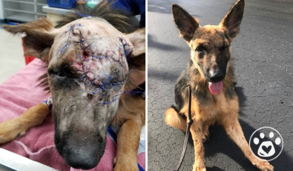 From chemical burns to companionship: Duke's journey