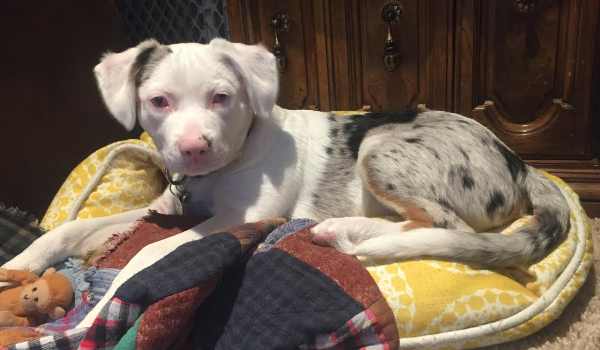 Blind Puppy Finds Perfect Home