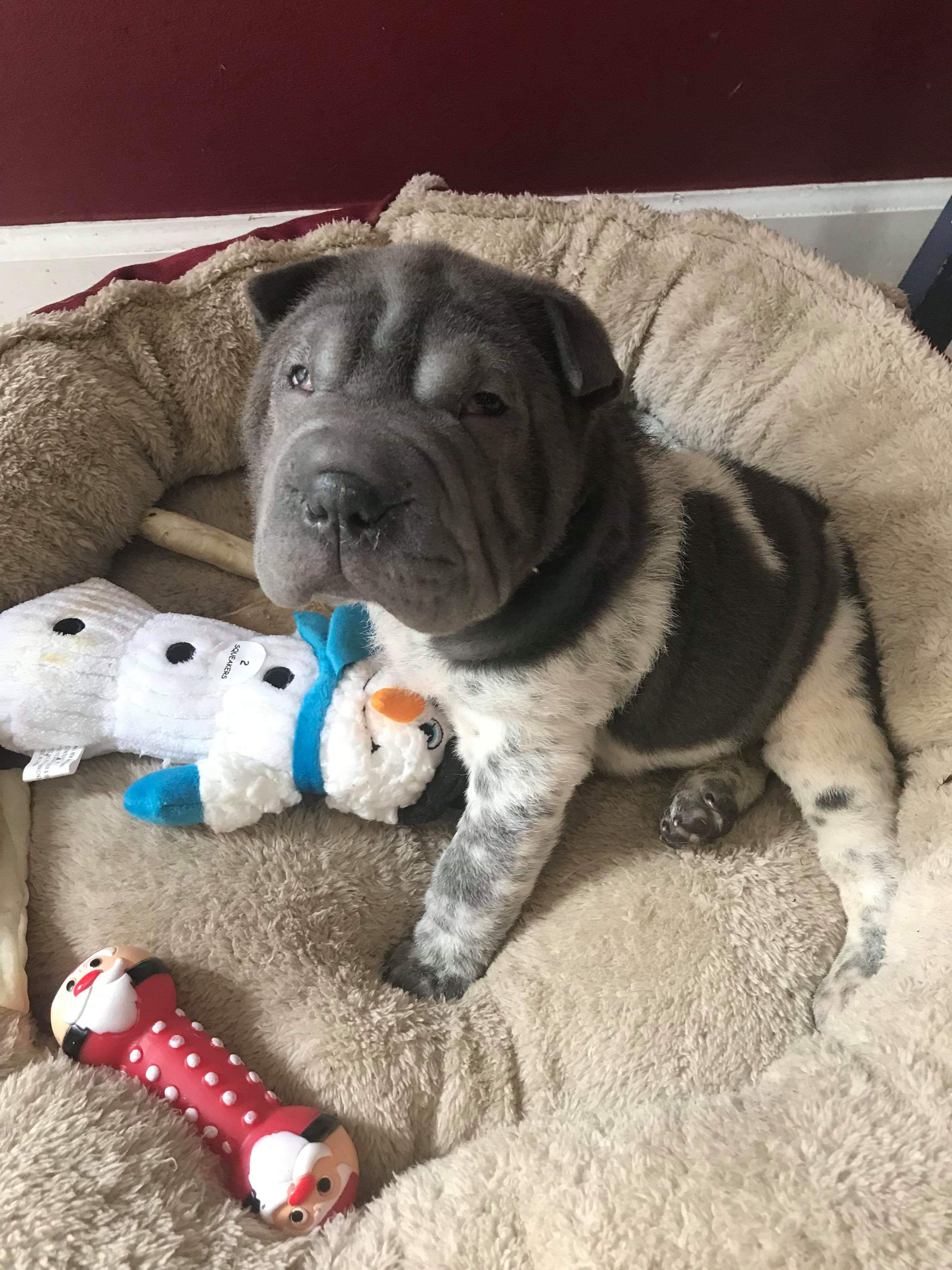 Elsa photo