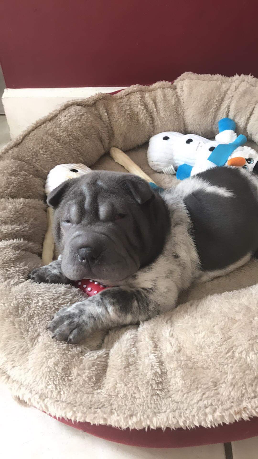 Elsa photo