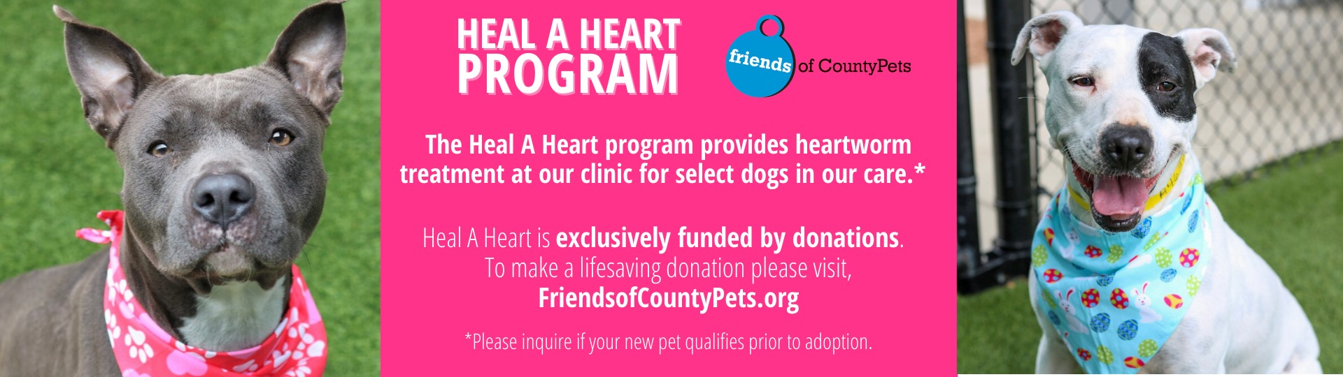 Harris County Pets photo