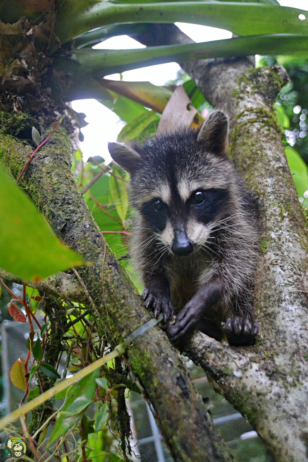 Rocket photo