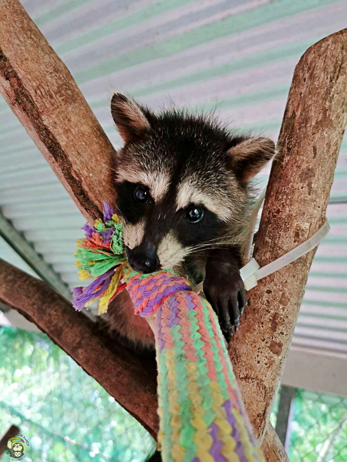 Rocket photo