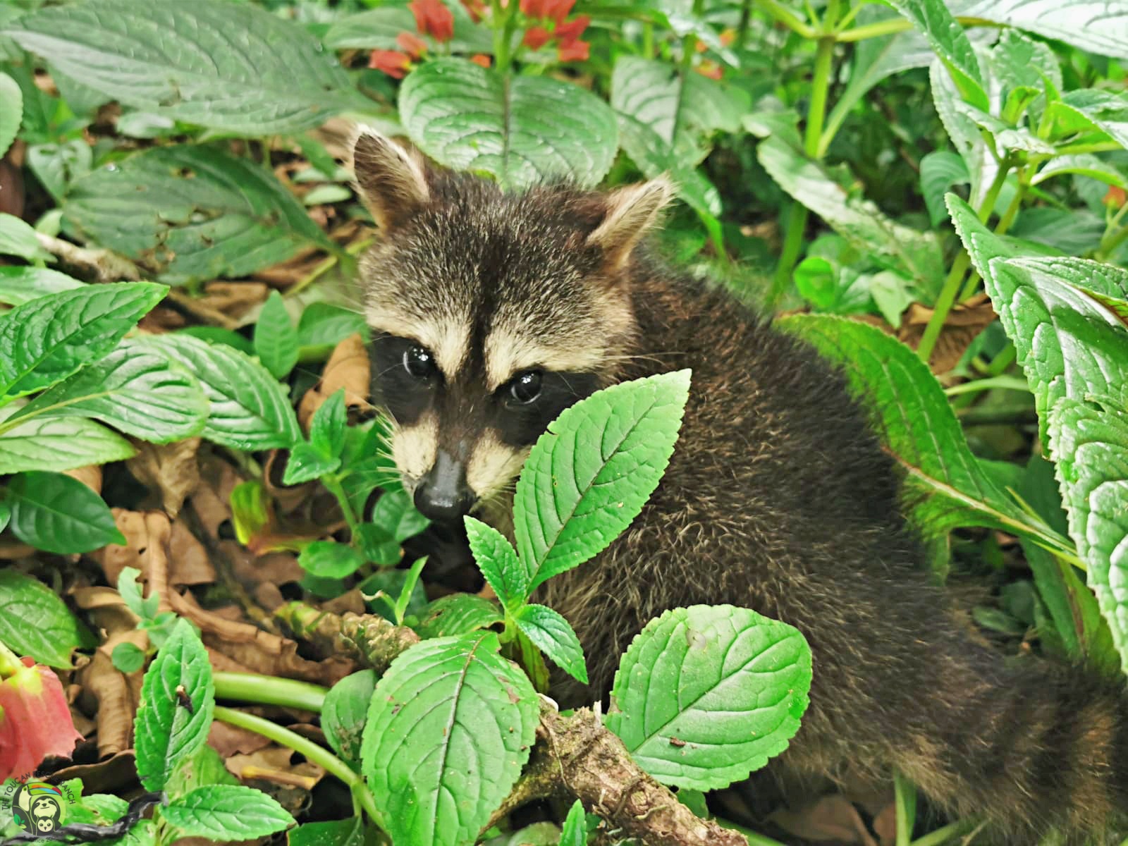 Rocket photo