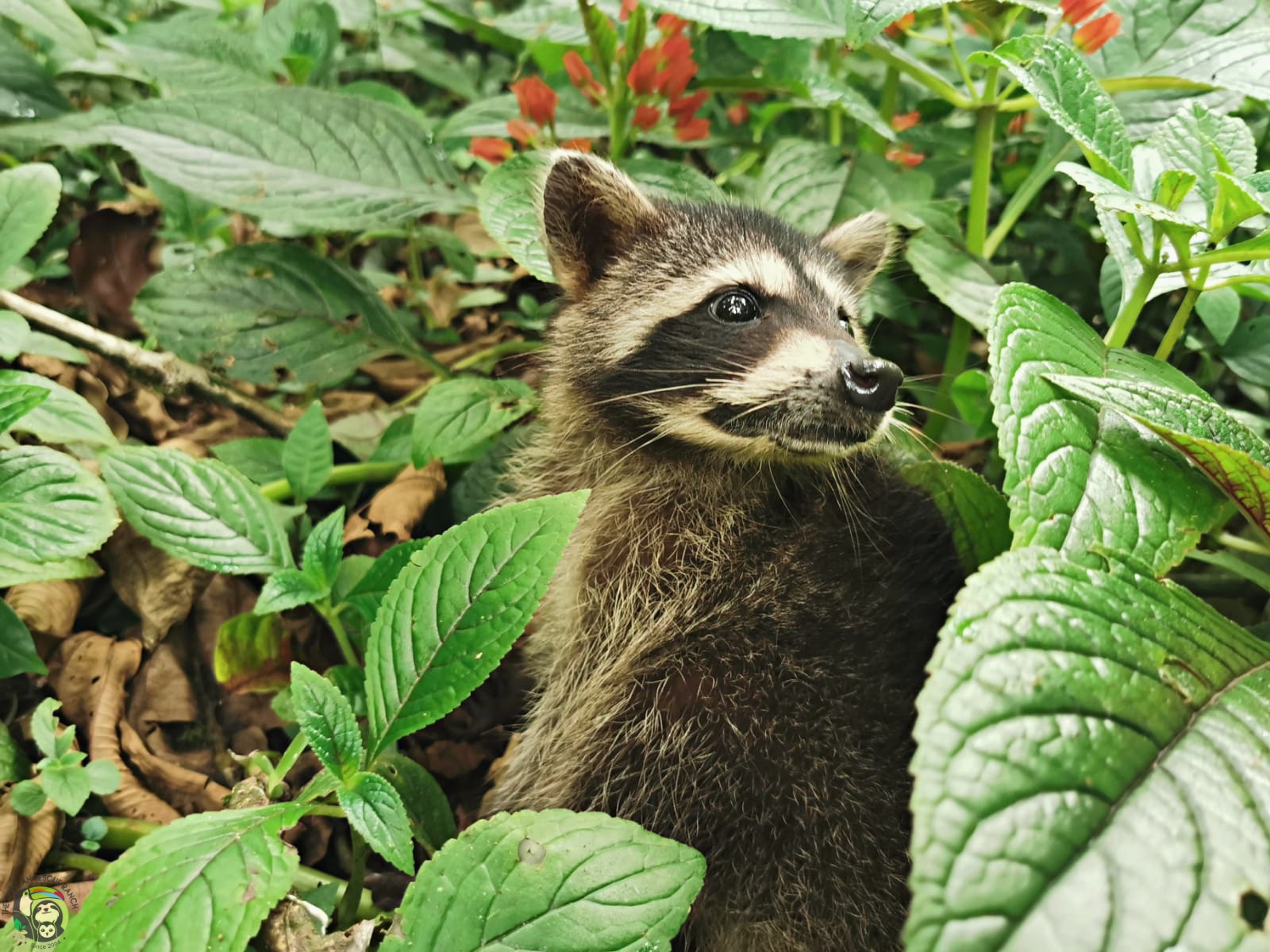 Rocket photo
