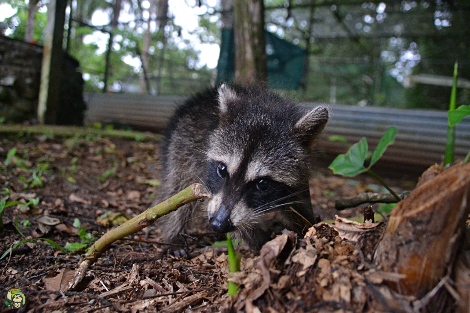 Rocket photo