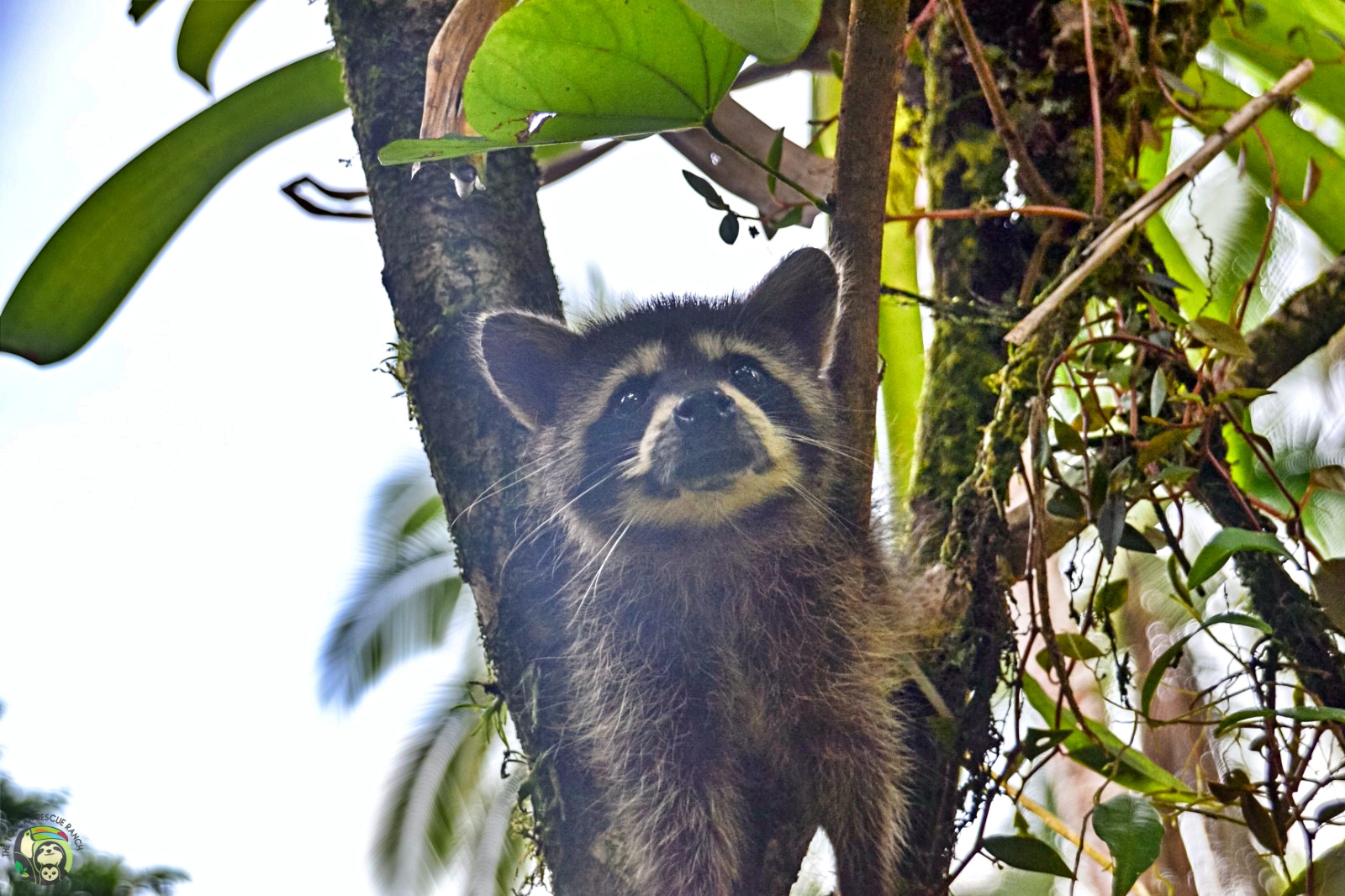 Rocket photo