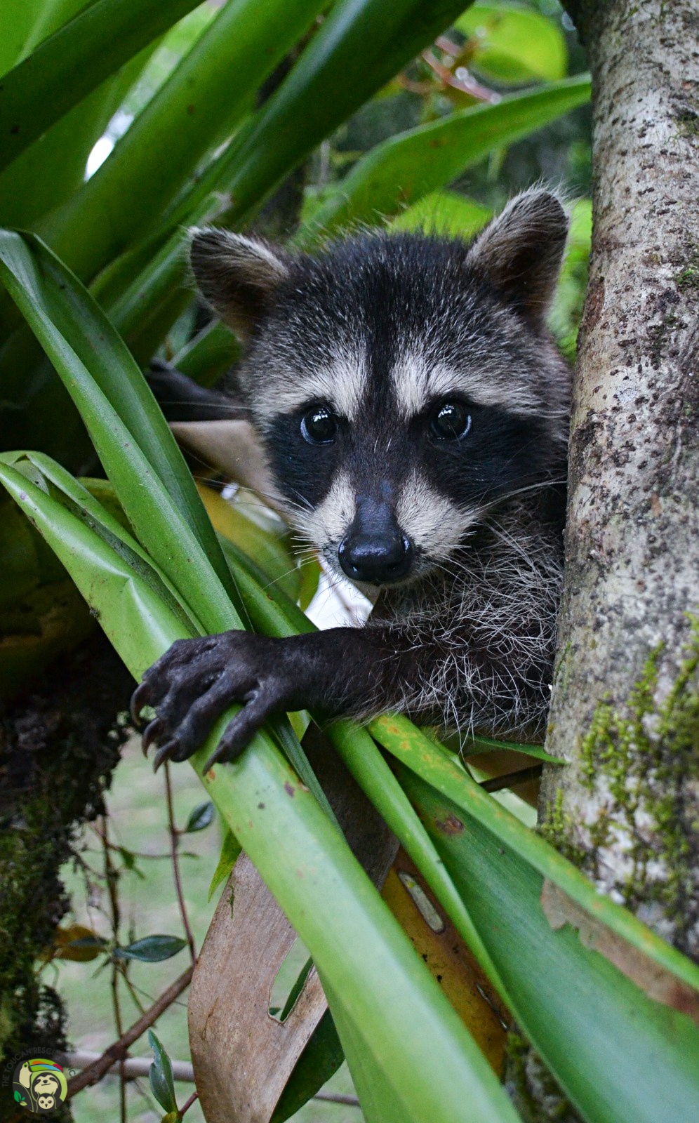 Rocket photo