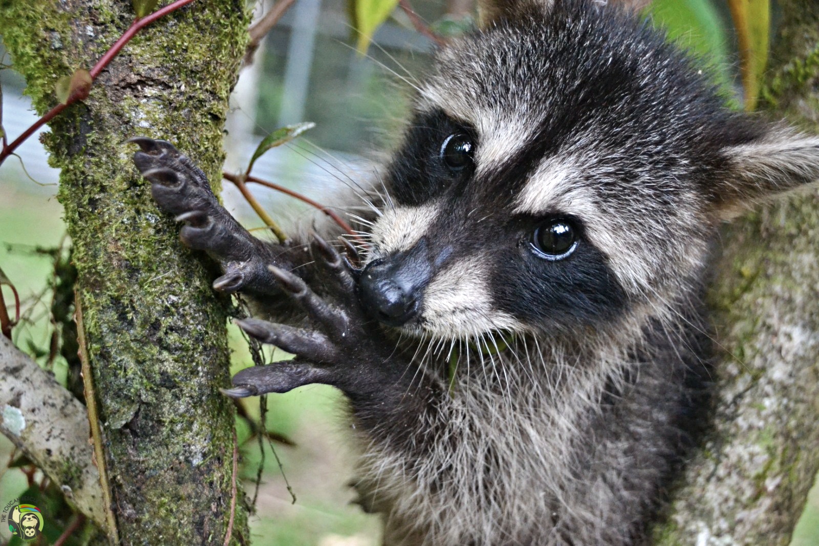 Rocket photo