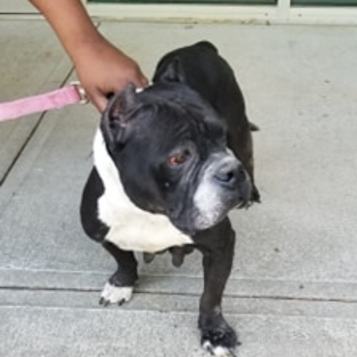 Donate to Mama Raven | Support animal welfare with CUDDLY