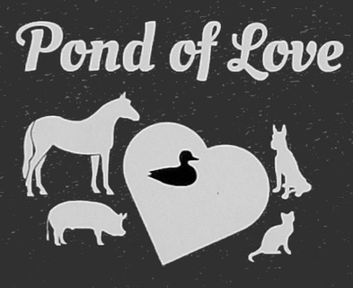 Pond of Love Rescue 