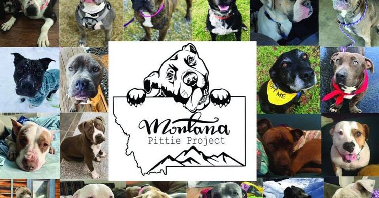 Montana Pittie Project Inc