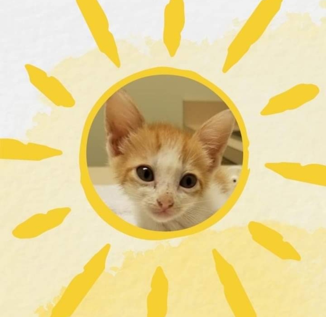 The Sunshine Fund Cat Rescue