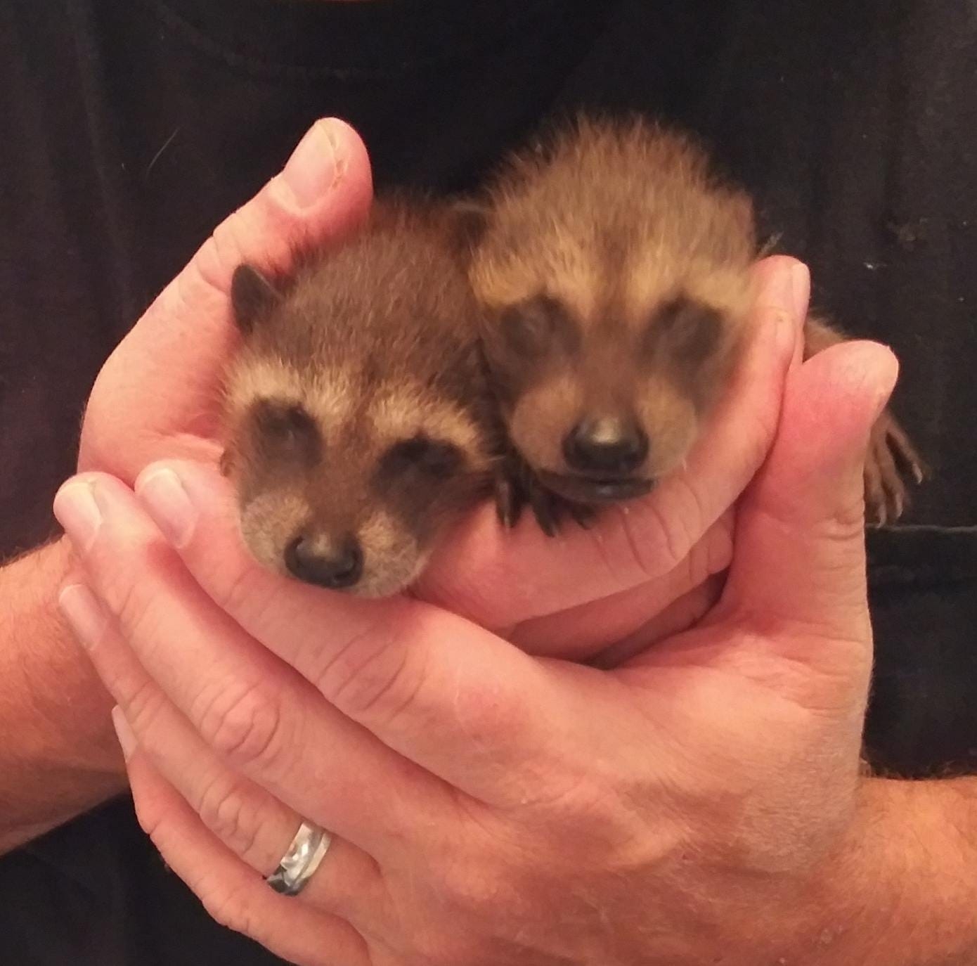 Grand Valley Bottle Babies Raccoon & Opossum Rescue and Rehab