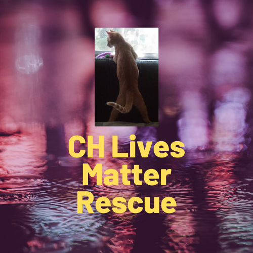 Ch Lives Matter Rescue Inc.