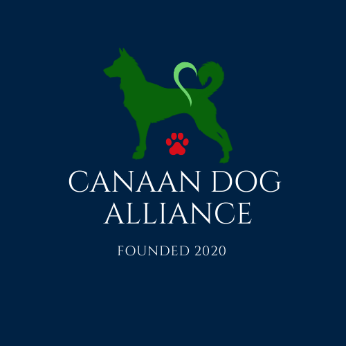 Canaan Dog Alliance