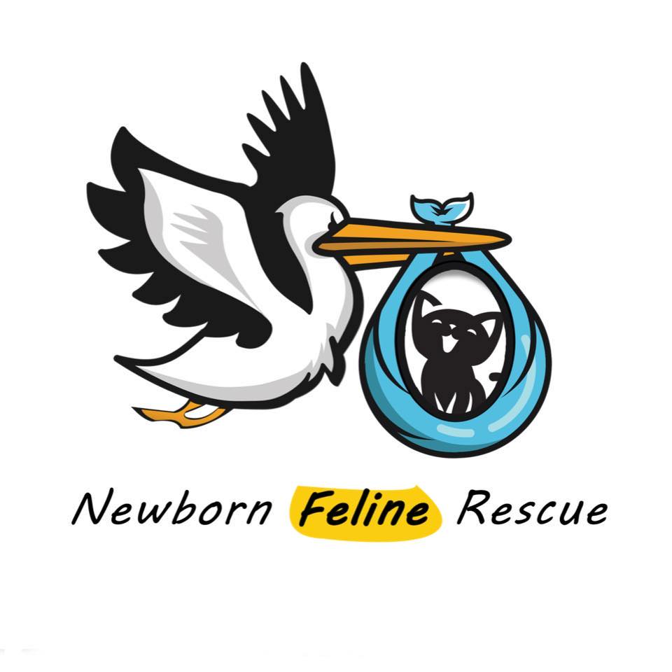 Newborn Feline Rescue