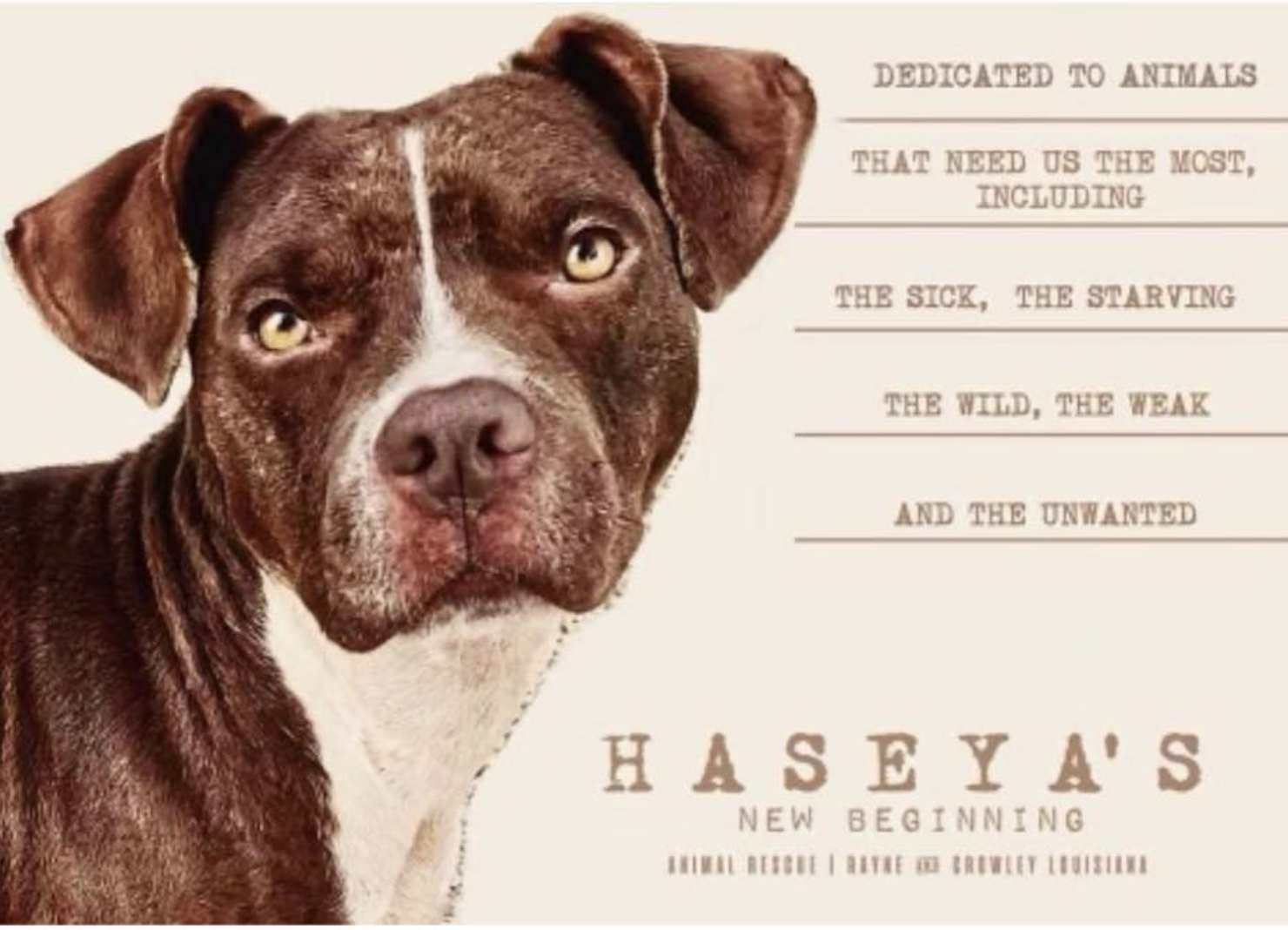 Haseya’s New Beginning Animal Rescue