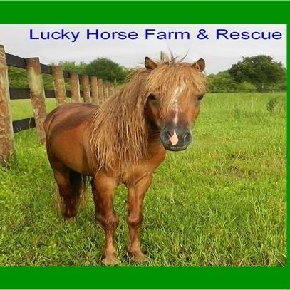 Lucky Horse Rescue Inc.