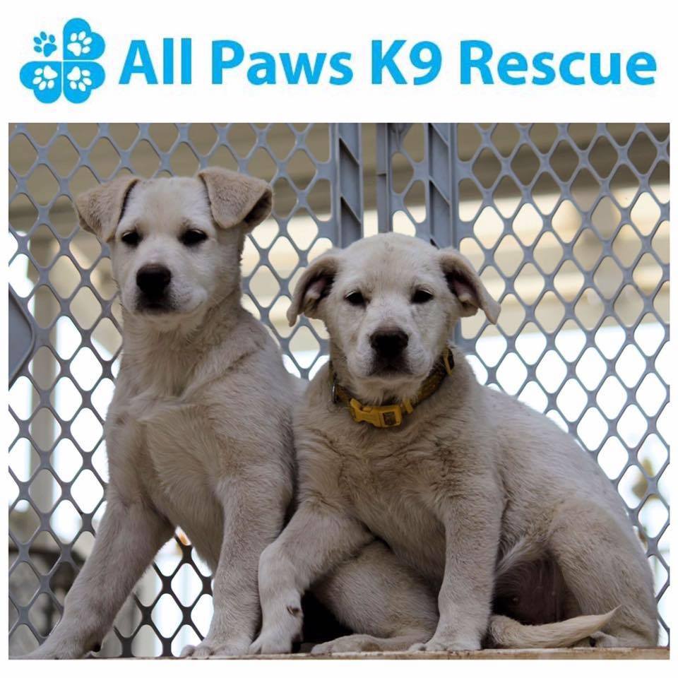 All Paws K9 Rescue