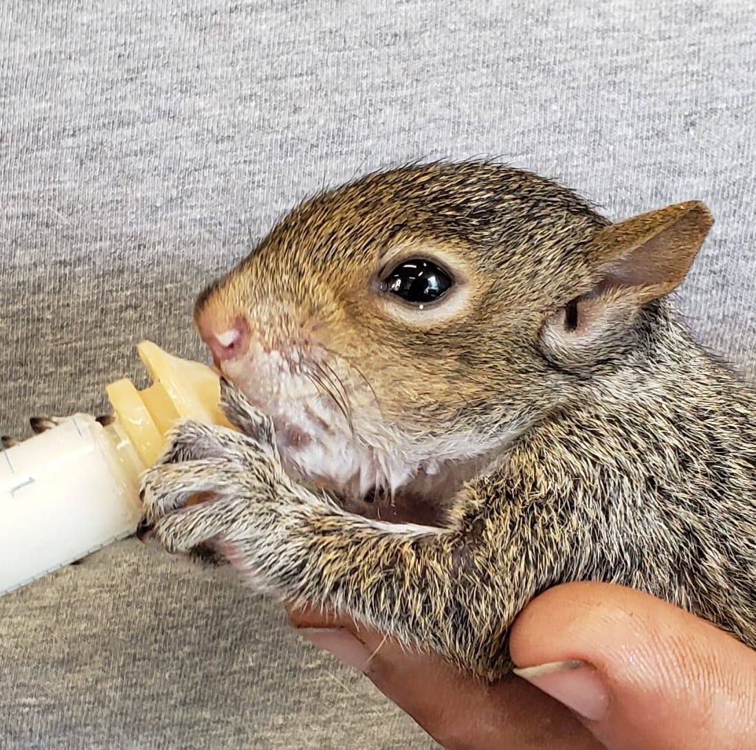 Catawba Junction Wildlife Rehabilitation & Farm Animal Rescu