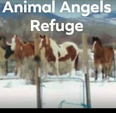 Animal Angels Refuge