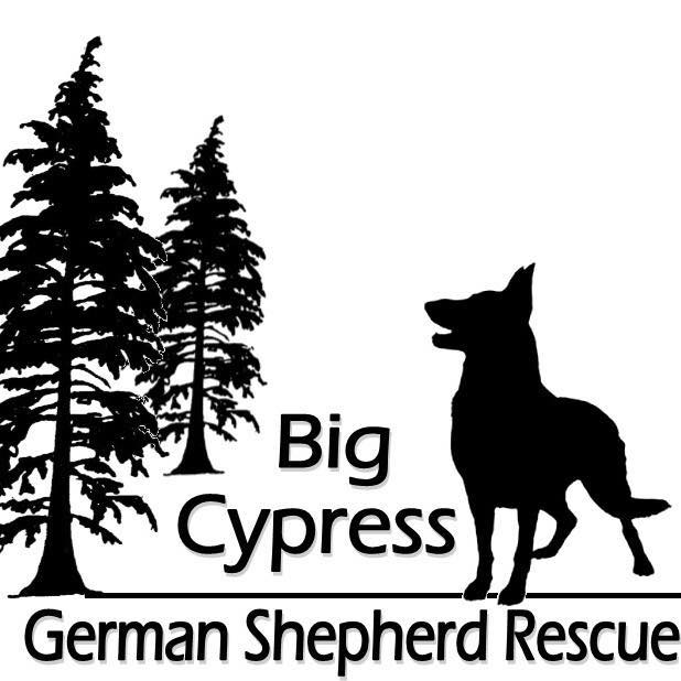 Big Cypress German Shepherd