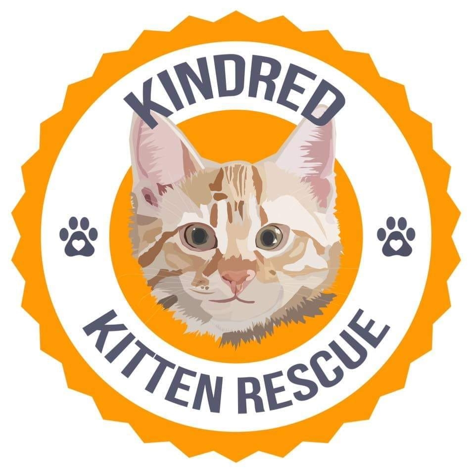 Kindred Kitten Rescue